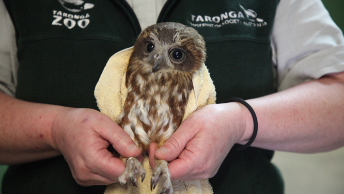 Meet a gorgeous Boobook Owl who has been brought in from the wild.