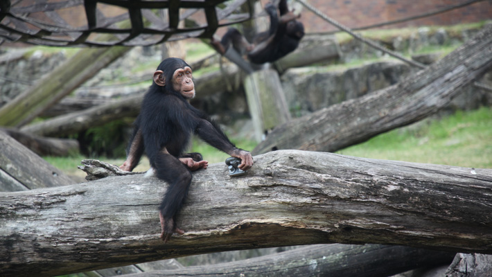 Go behind-the-scenes of a unique health check on some of our Chimpanzee group at Taronga.