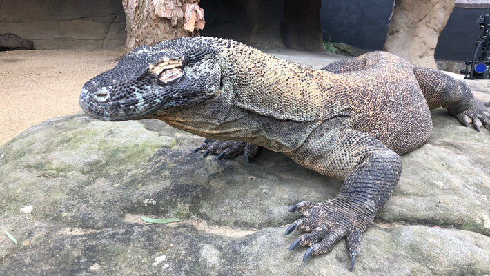 Naga the Komodo Dragon undergoes unique treatment for a sore shoulder.
