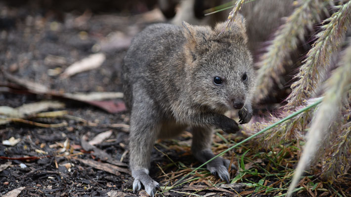 Quokka joey out of the pouch at Taronga Western Plains Zoo Dubbo. Photo: Lou Todd