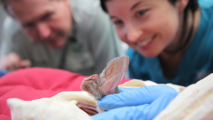 Witness as a health check on a Ghost Bat at Taronga Zoo Sydney's Wildlife Hospital.
