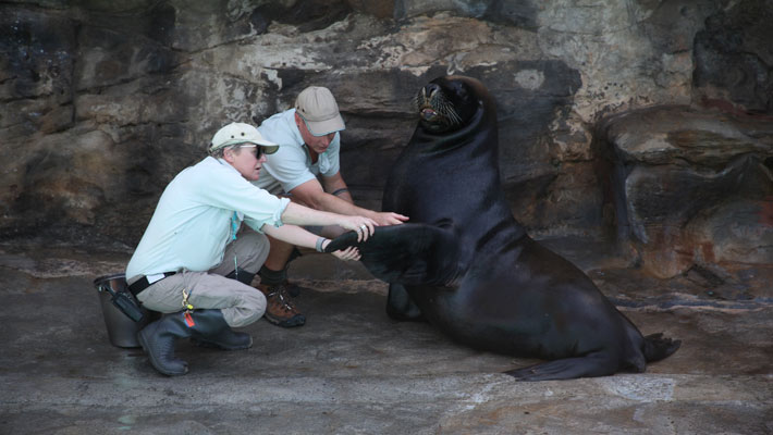 Meet Charlie, a 13-year old Australian Sea-Lion who was rescued as an orphan.