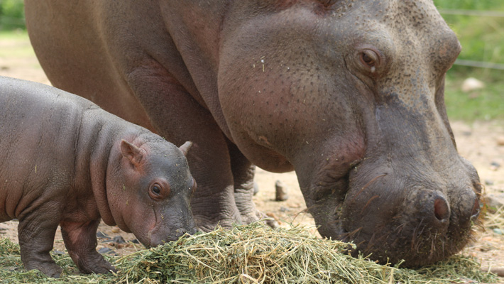 Hippo calf and mum, Cuddles, at Taronga Western Plains Zoo Dubbo.