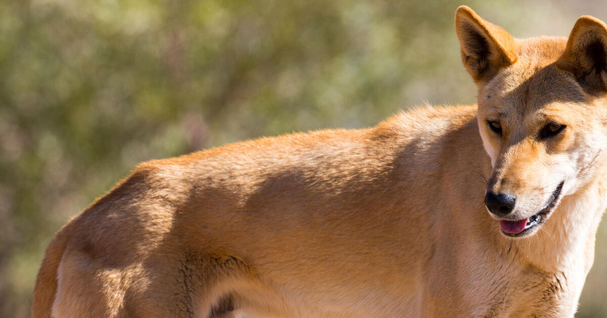 The Australian dingo: to be respected, at a distance