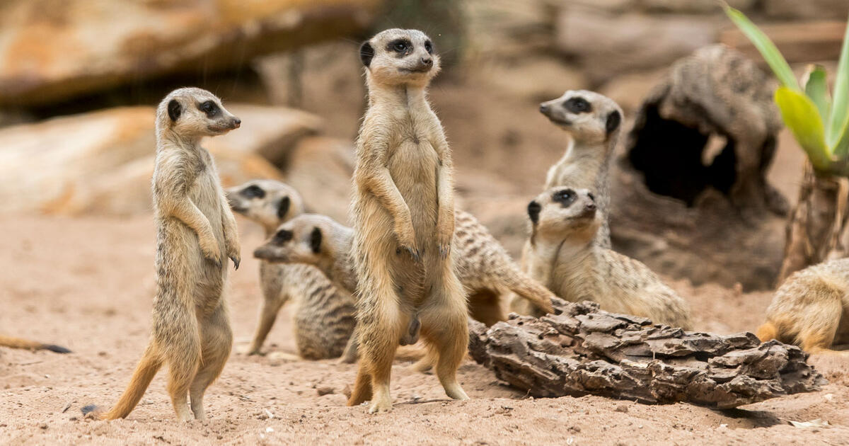 Meerkat Encounter Taronga Conservation Society Australia meerkat-encounter-taronga-conservation-society-australia
