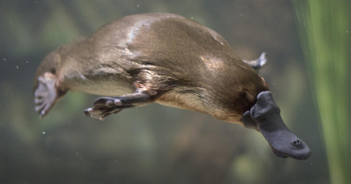 platypus-conservation-taronga-conservation-society-australia