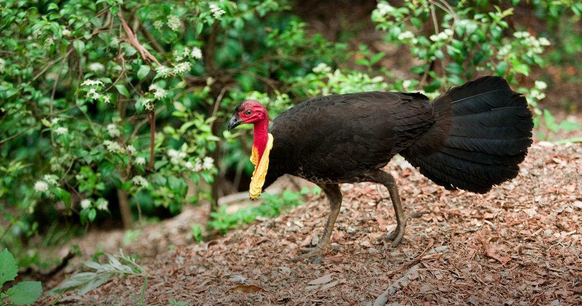 Brush Turkey Management Taronga Conservation Society Australia