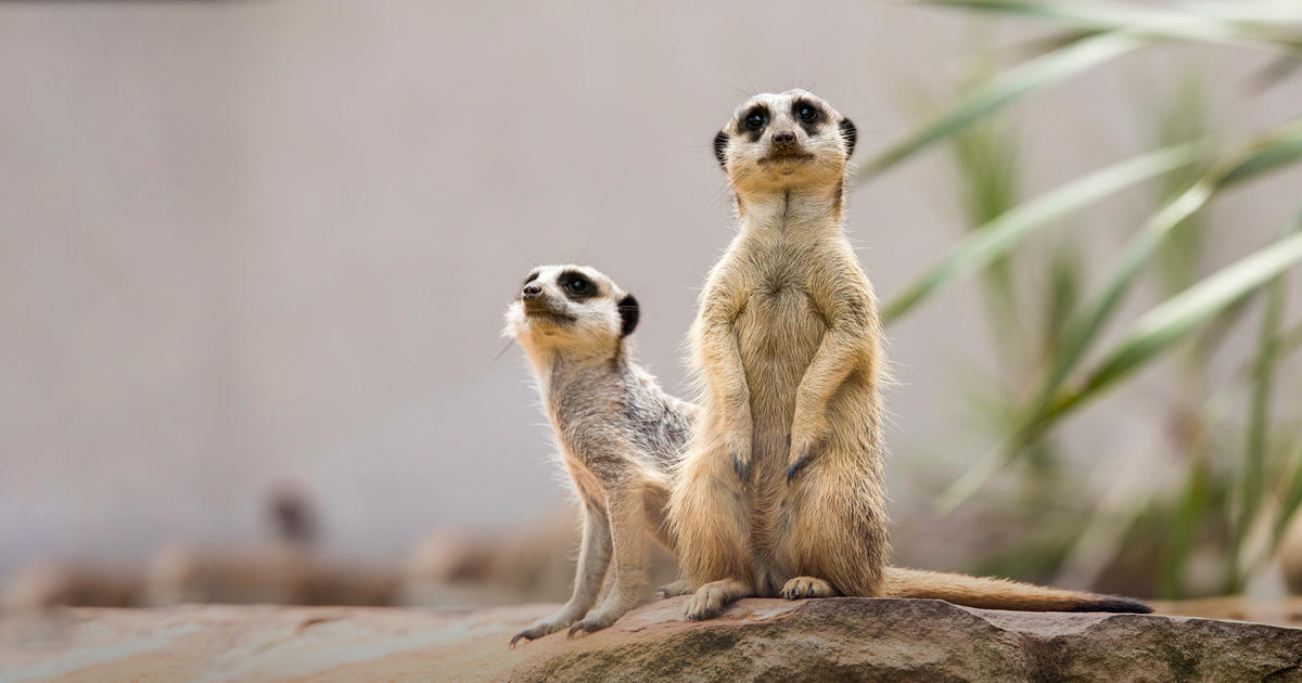 Teacher Family Day Taronga Conservation Society Australia teacher-family-day-taronga-conservation-society-australia