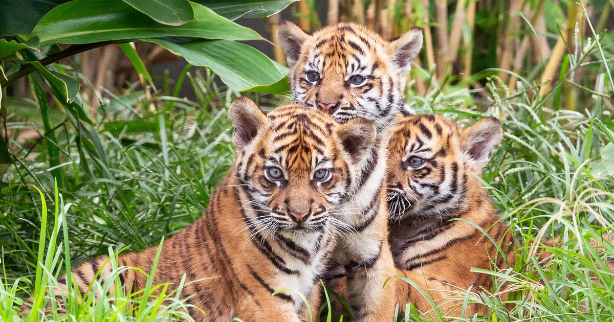 Sumatran Tiger | Taronga Conservation Society Australia