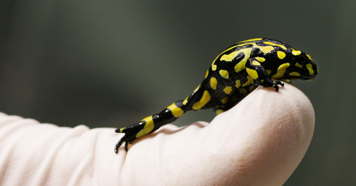 Corroboree Frog Appeal Taronga Conservation Society Australia