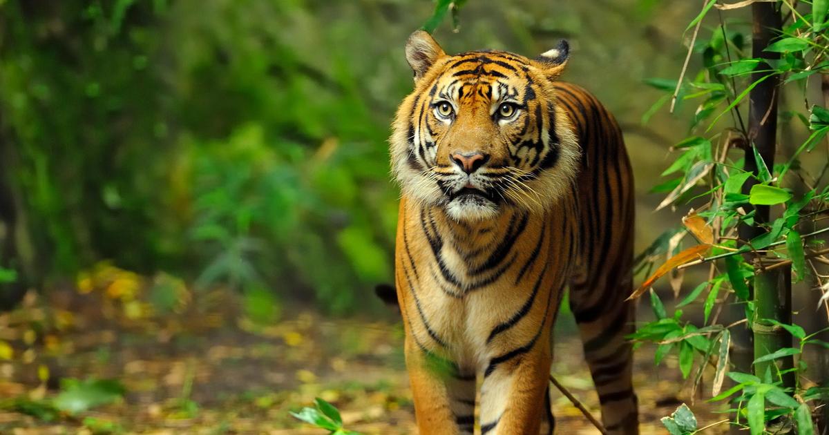 Become a wildlife defender | Taronga Conservation Society Australia Become a wildlife defender | Taronga Conservation Society Australia