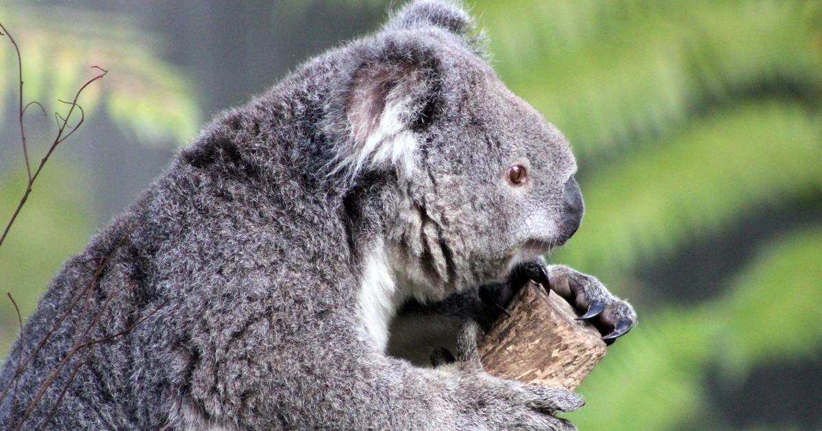 Earth Optimism Australia 2022 Taronga Conservation Society Australia