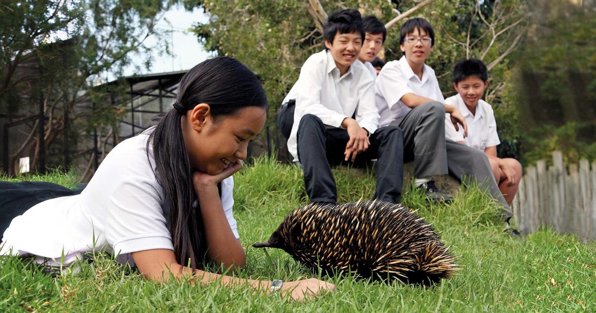 Wildlife Workshop: International Schools | Taronga Conservation Society