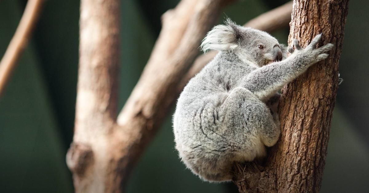 Koala | Taronga Conservation Society Australia