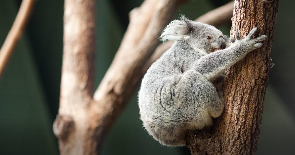 Koala | Taronga Conservation Society Australia Koala | Taronga Conservation Society Australia