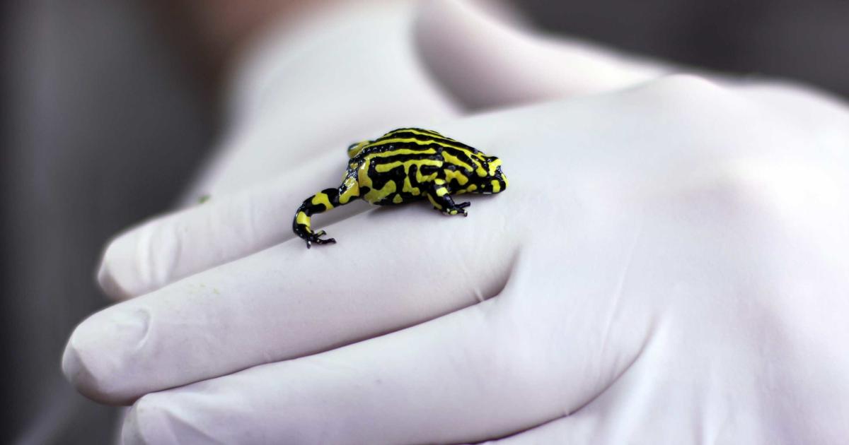 10 endangered species saved from extinction by zoos | Taronga Conservation Society Australia 10 endangered species saved from extinction by zoos | Taronga Conservation Society Australia