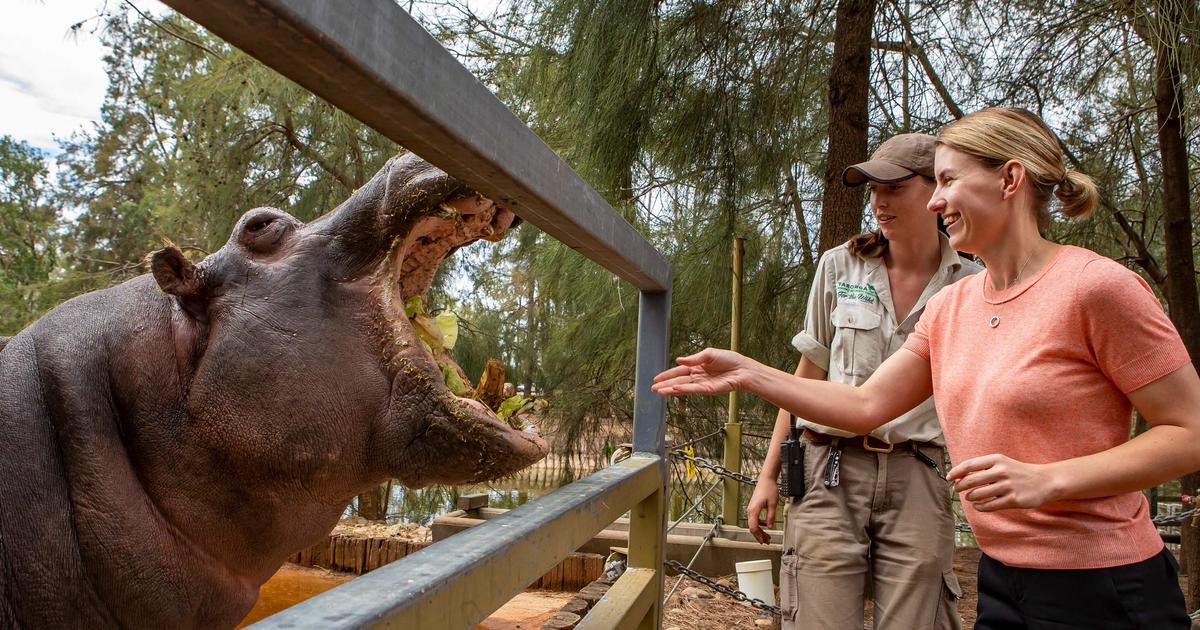Hippo encounter | Taronga Conservation Society Australia