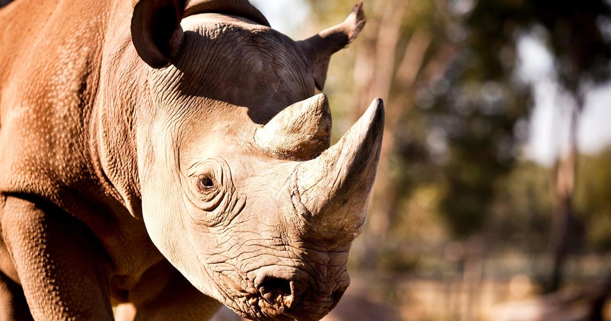 Black Rhino Keeper Talk | Taronga Conservation Society Australia