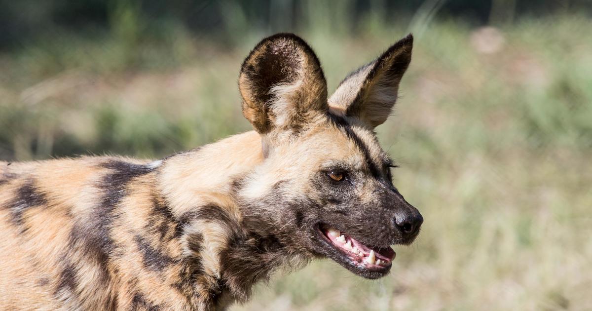 African Wild Dog Feed 