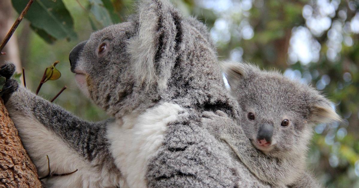 Animal Encounters - Sydney | Taronga Conservation Society Australia