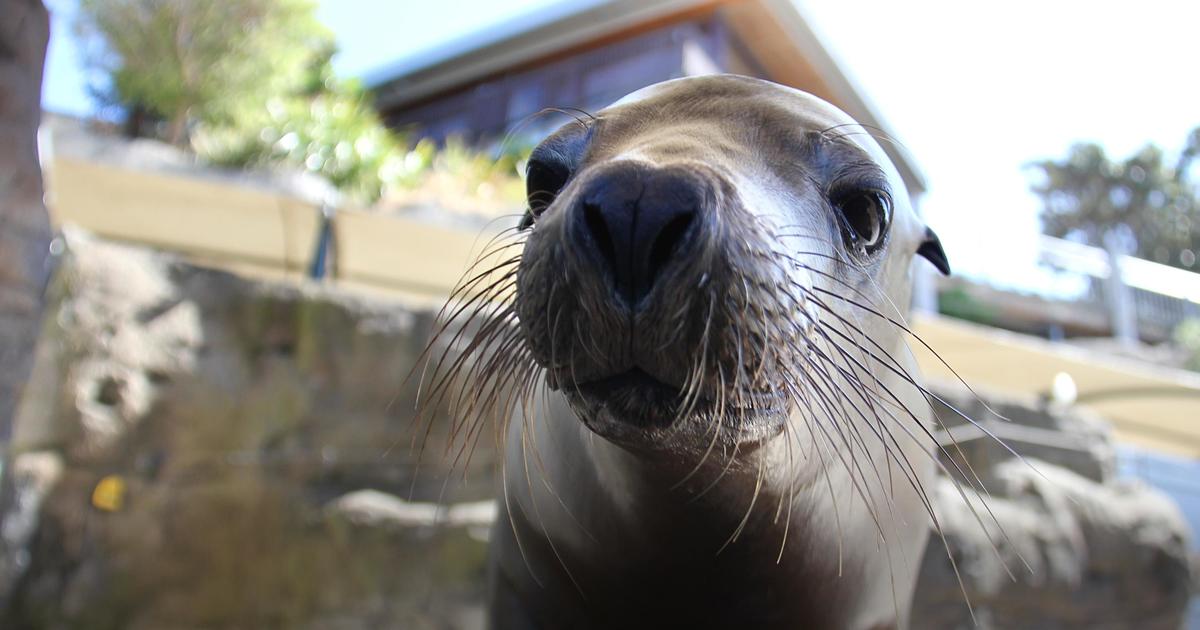 Seals for the Wild | Taronga Conservation Society Australia