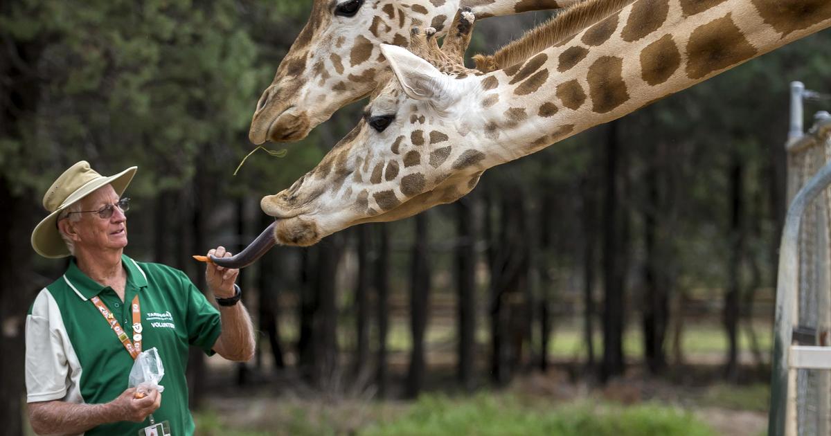 volunteer-positions-available-taronga-conservation-society-australia