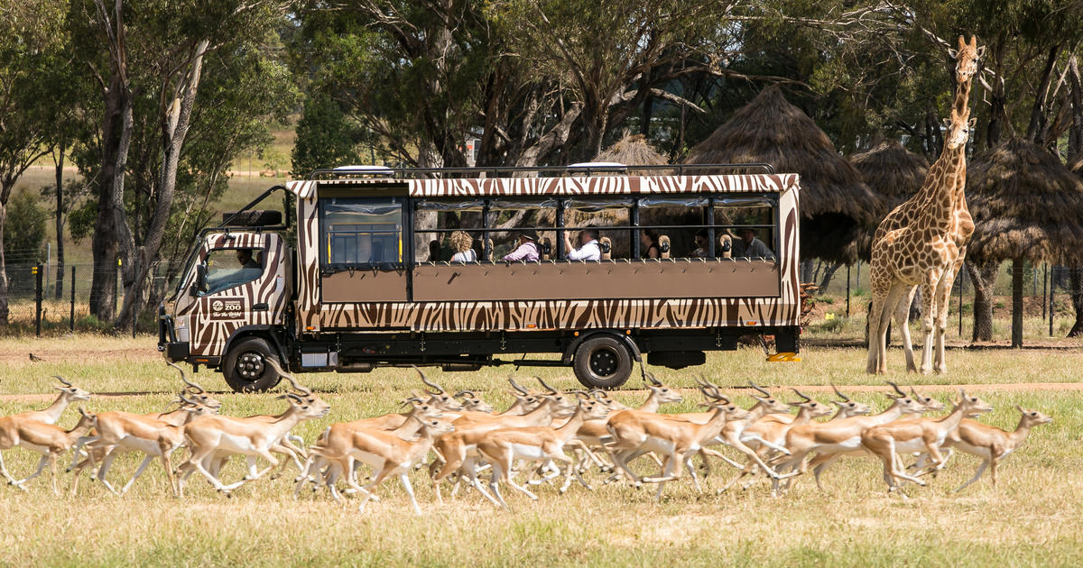 African Safari Experience Comes to Regional NSW  Taronga Conservation Society Australia