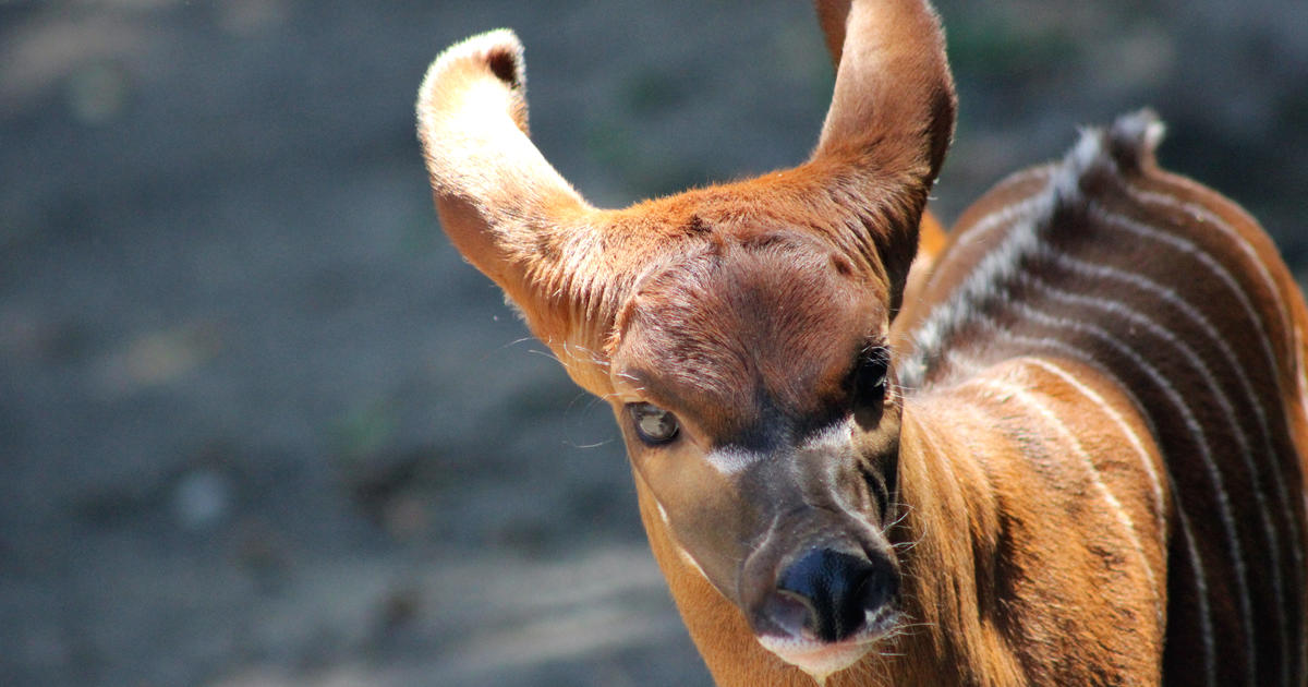 Bongo calf lives up to his name Taronga Conservation Society Australia