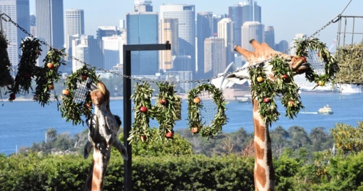 Christmas comes early for Taronga Zoo’s animals Taronga Conservation