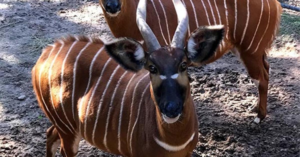 Bongo breeding program Maisha meets a male Taronga Conservation
