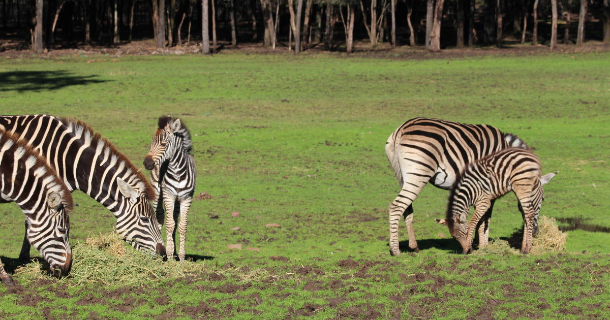 Zoo new arrivals ready for the school holidays Taronga