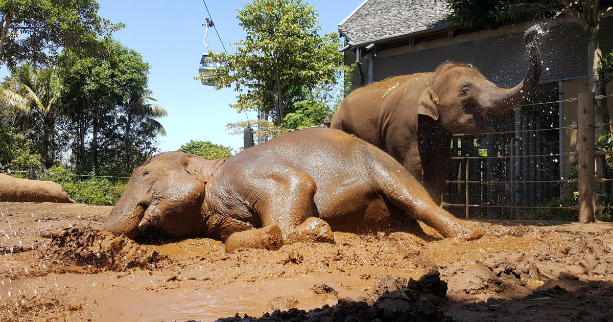 Mud, glorious mud Taronga Conservation Society Australia