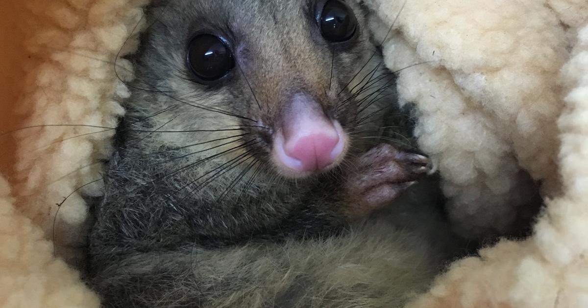 Bright eyed and bushy tailed Taronga Conservation Society Australia