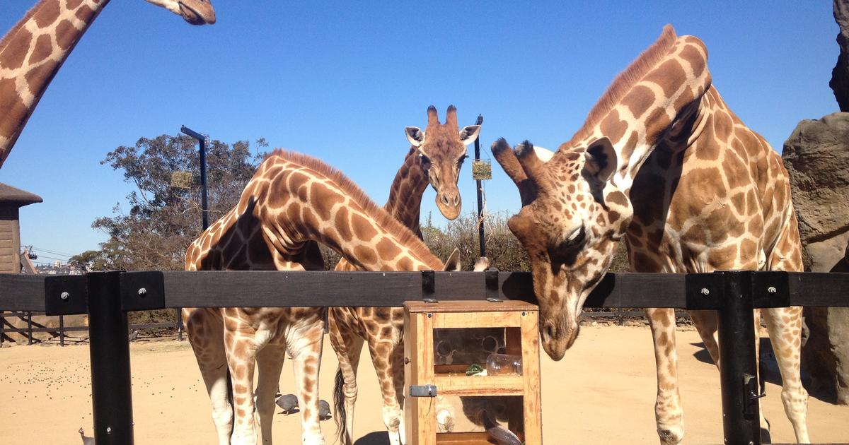 giraffe enrichment toys