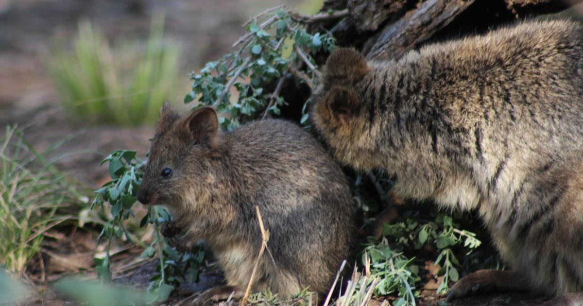 Quokka joey emerges Taronga Conservation Society Australia