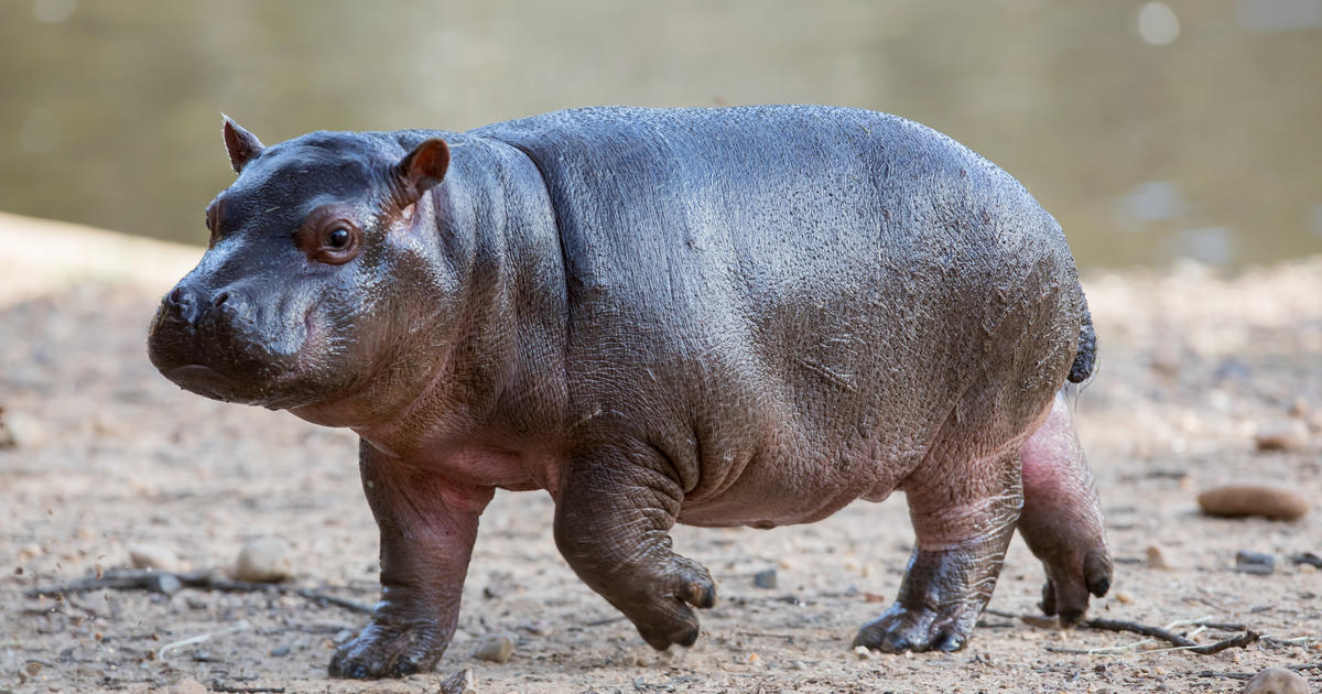 Newly named hippo baby Kendi Taronga Conservation Society Australia