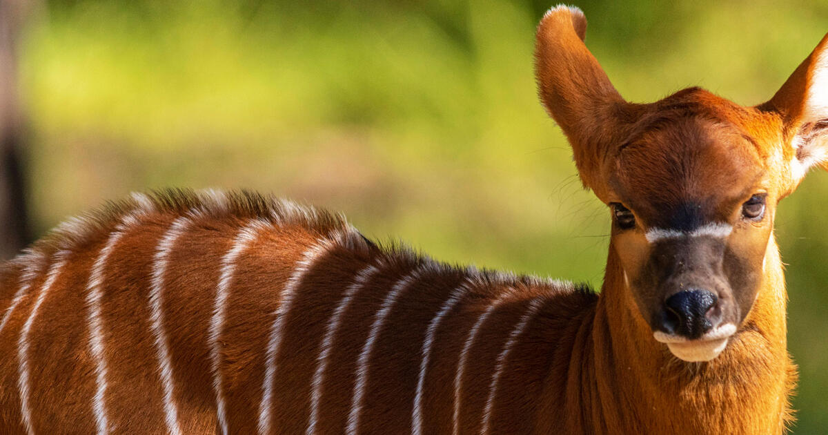 Celebrating World Bongo and Otter Day! Taronga Conservation Society