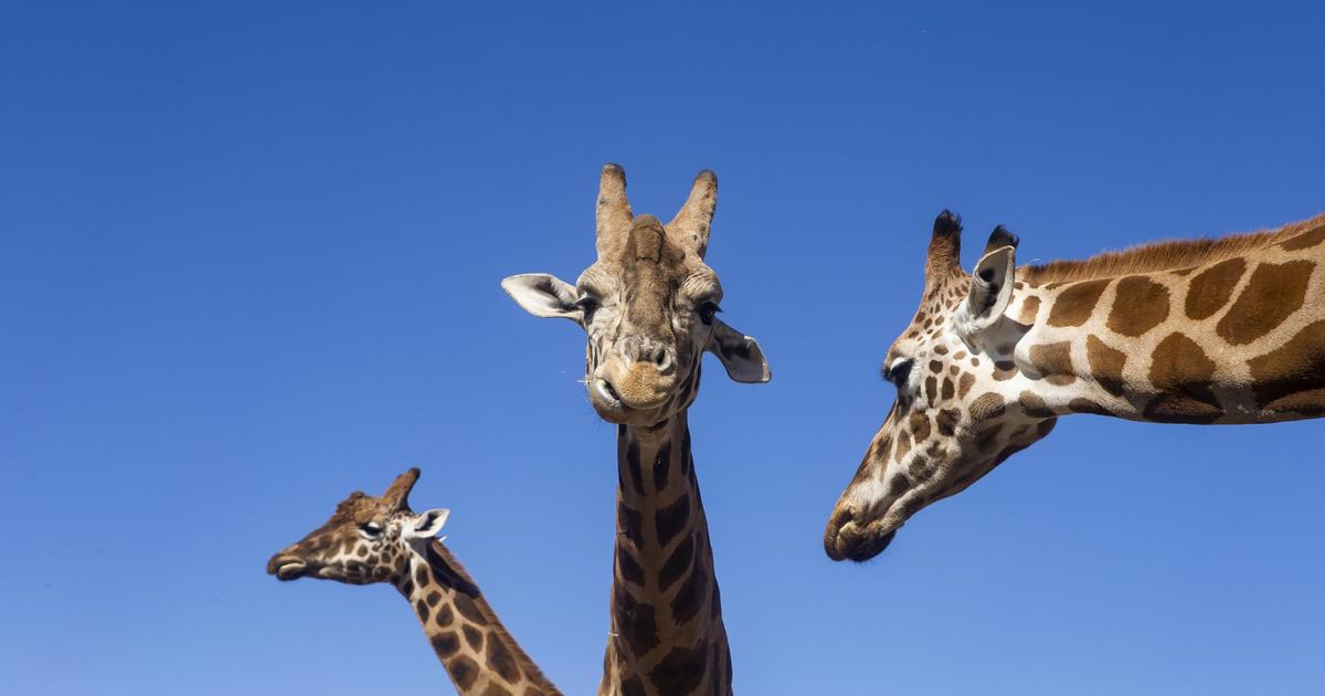 World Giraffe Day Taronga Conservation Society Australia