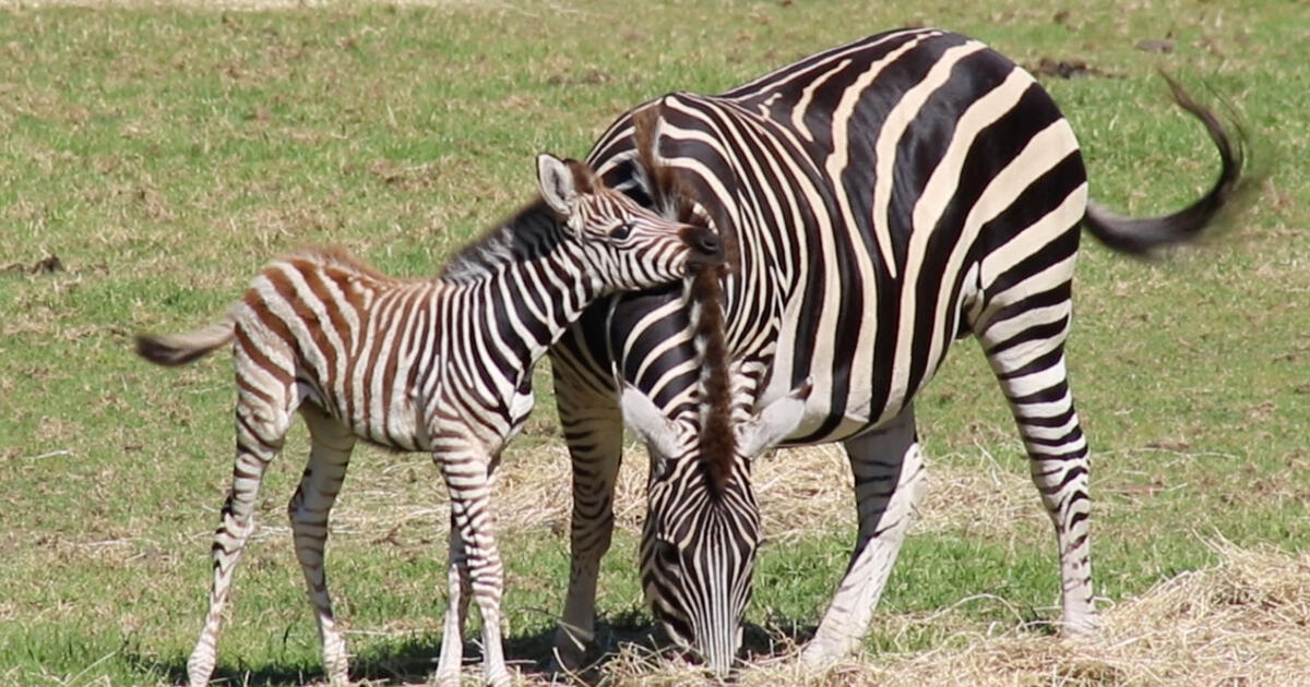 Dubbo Zoo’s new Zebra foal right on time for the School Holidays
