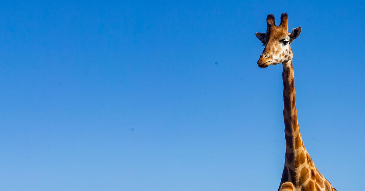 Giraffe giraffe what will you wear today (Em Portugues do Brasil)