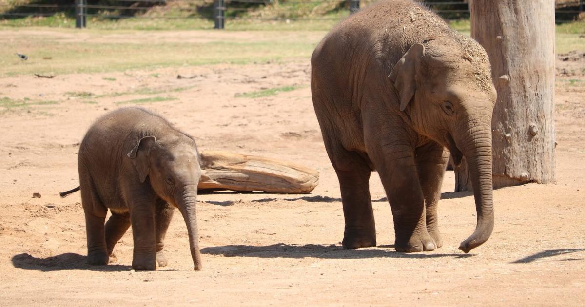 Big growth for our smallest Elephant Taronga Conservation Society