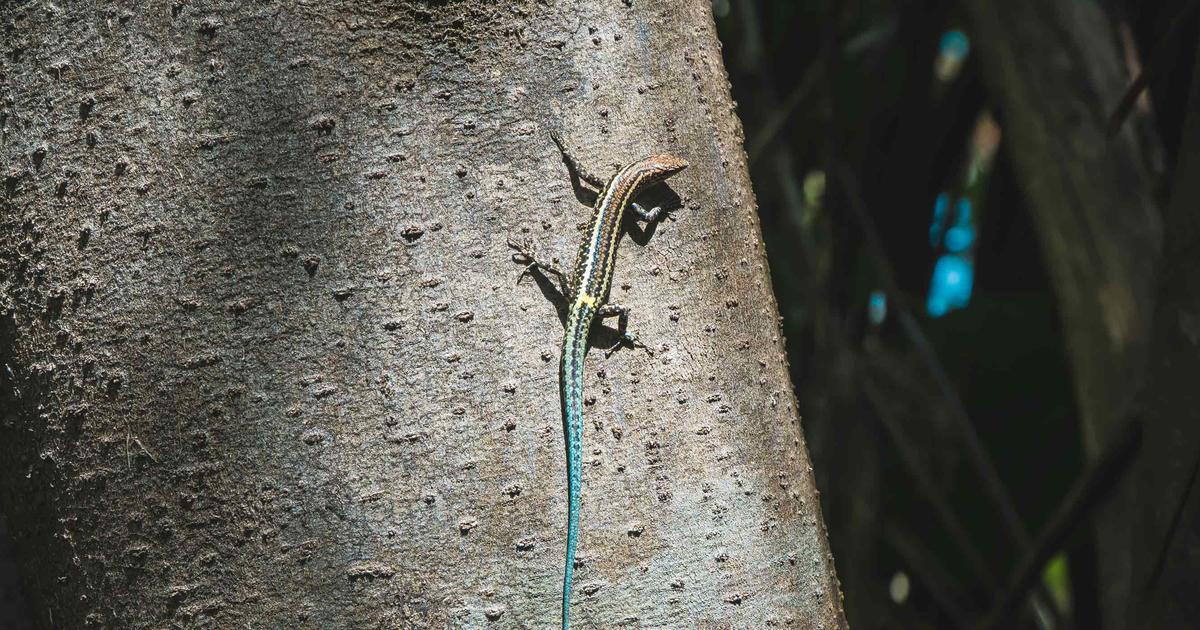 are blue tailed skinks bad for dogs