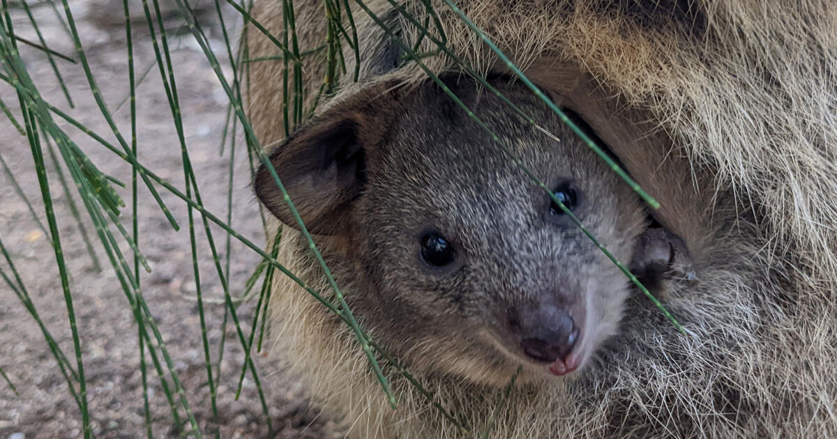 A full Quokka pouch | Taronga Conservation Society Australia