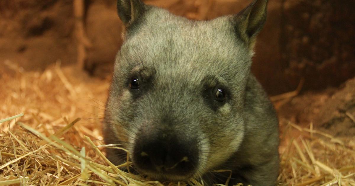 baby wombat