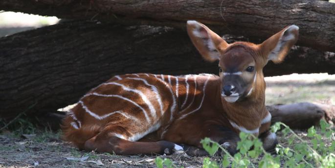 Rare Bongo calf born at Dubbo Zoo