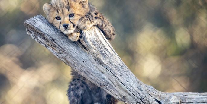 Cheetah cubs pass health checks