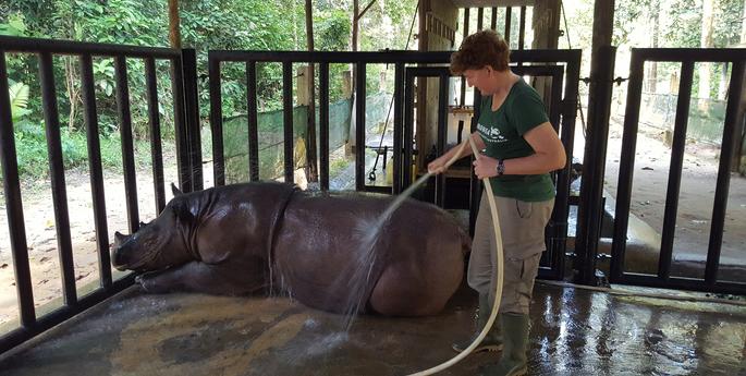 A visit to the Sumatran Rhino Sanctuary, by Nerida Taylor