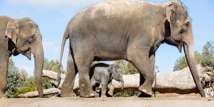 Asian Elephant calf now on exhibit