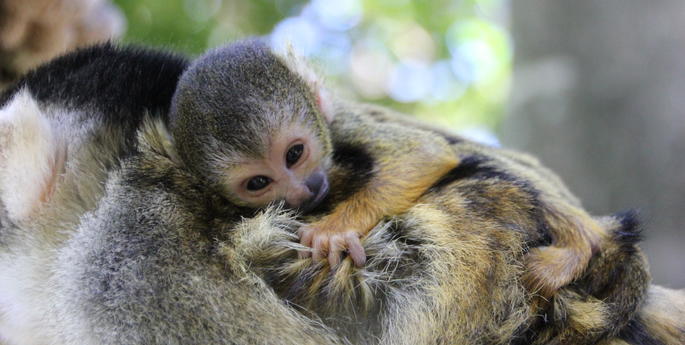 Taronga welcomes new Squirrel Monkey baby