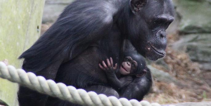 Chimp baby born at Taronga